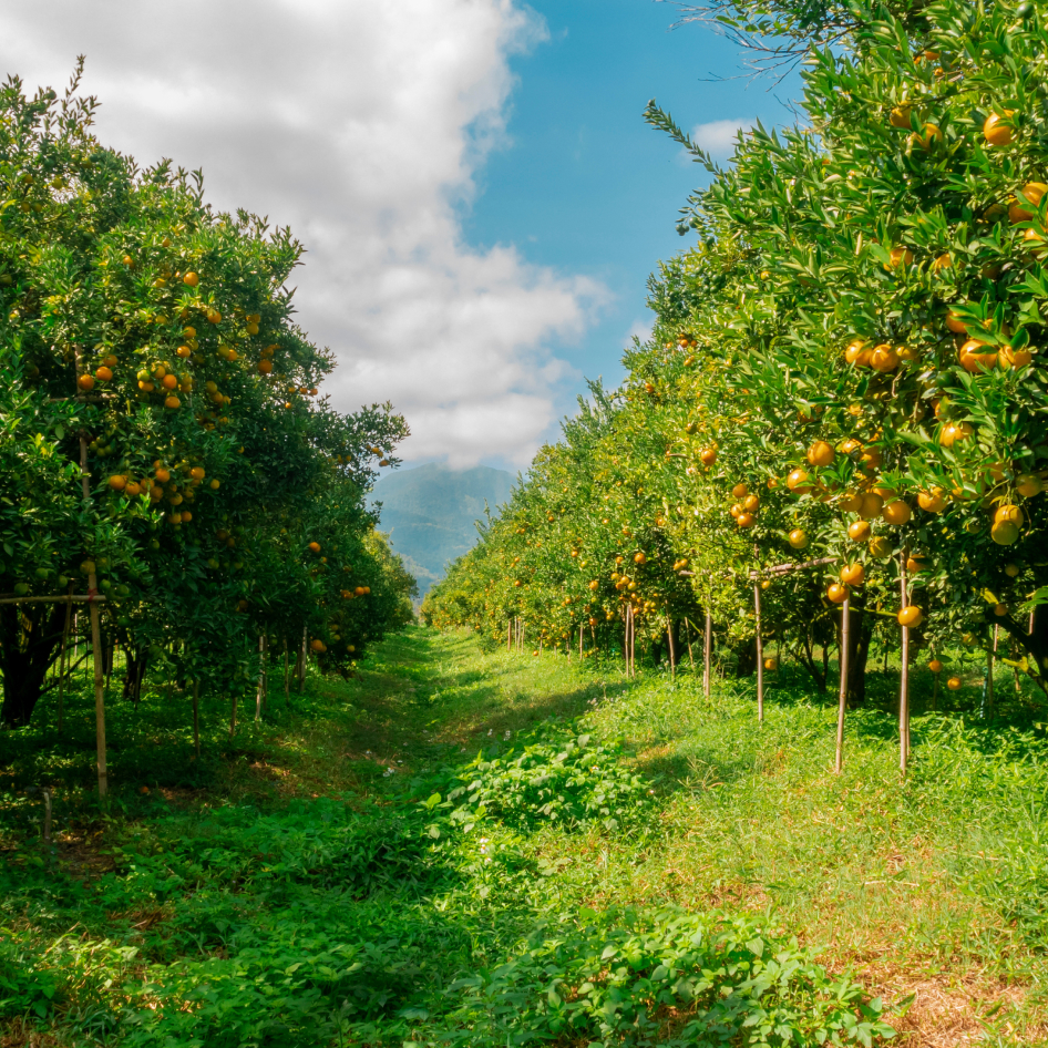 From Our Roots To Our Growers
